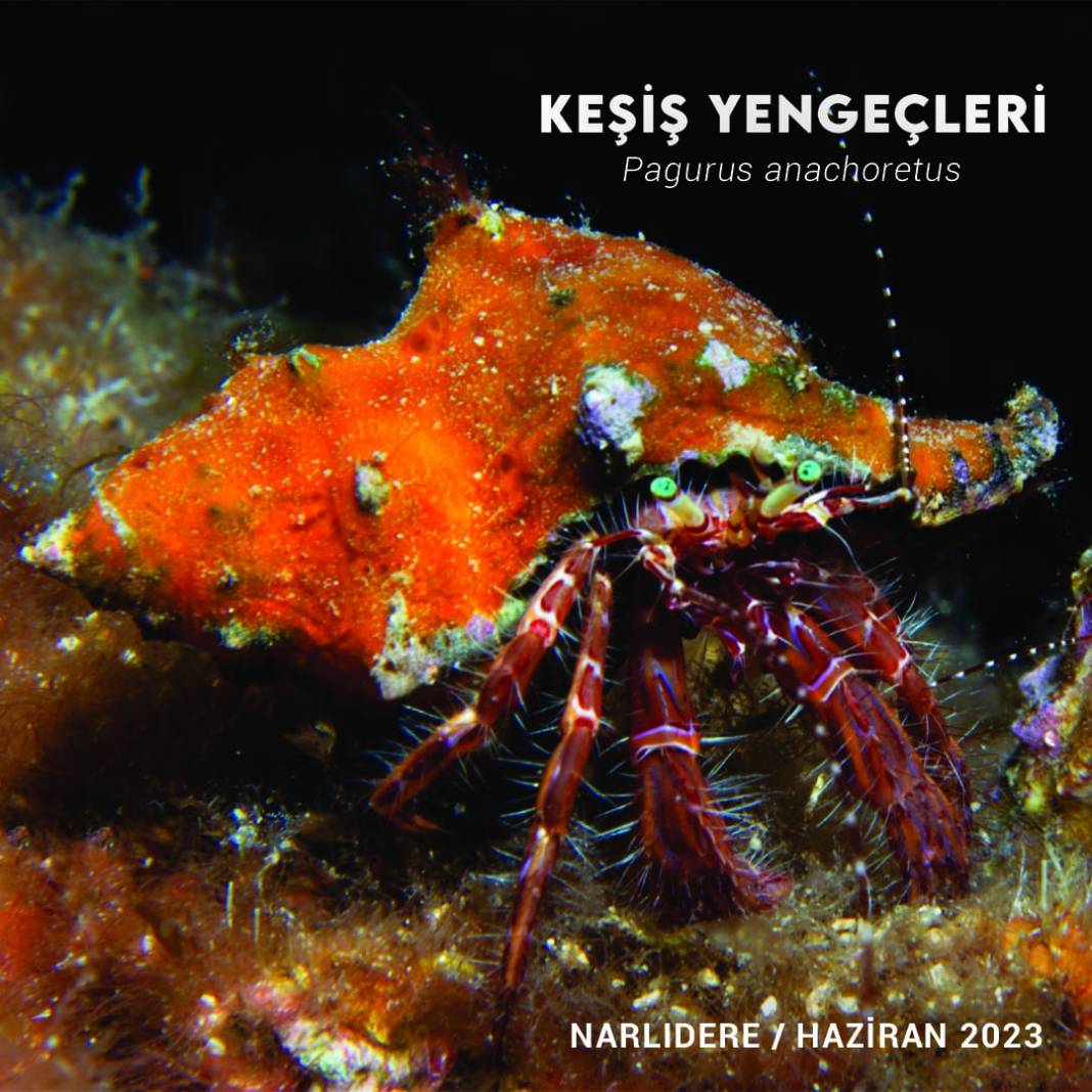İzmir Körfezinde Biyolojik Çeşitlilik İzleme Çalışmaları Başlıyor 4